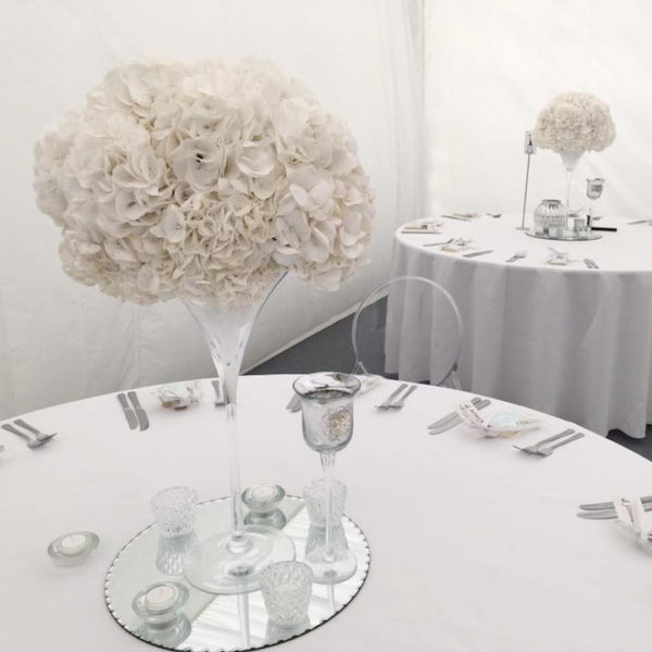 Elegant white Hydrangeas